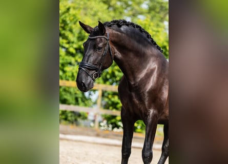 PRE, Hengst, 4 Jahre, 165 cm, Rappe
