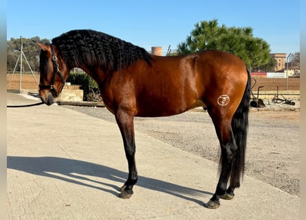 PRE Mix, Hengst, 4 Jahre, 165 cm, Rotbrauner