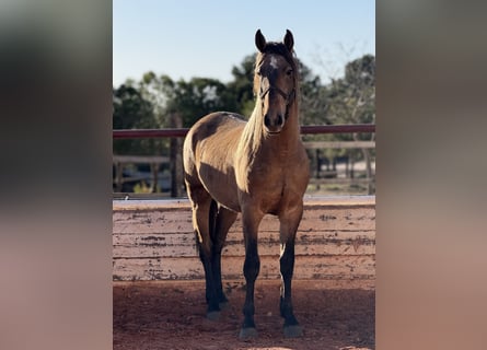 PRE Mix, Hengst, 4 Jahre, 165 cm, Schimmel
