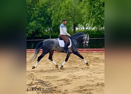 PRE Mix, Hengst, 4 Jahre, 165 cm, Schimmel