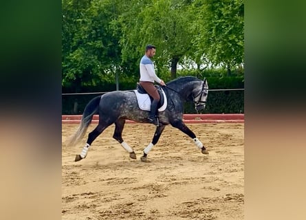 PRE Mix, Hengst, 4 Jahre, 165 cm, Schimmel