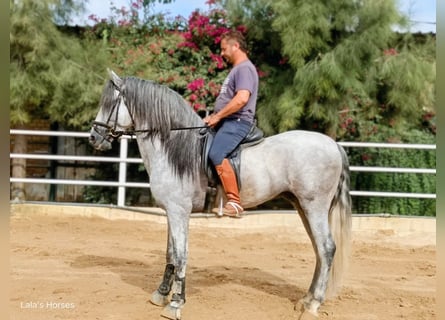 PRE Mix, Hengst, 4 Jahre, 166 cm, Apfelschimmel