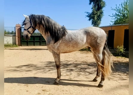 PRE Mix, Hengst, 4 Jahre, 166 cm, Apfelschimmel