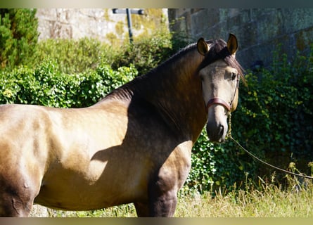 PRE, Hengst, 4 Jahre, 166 cm, Buckskin