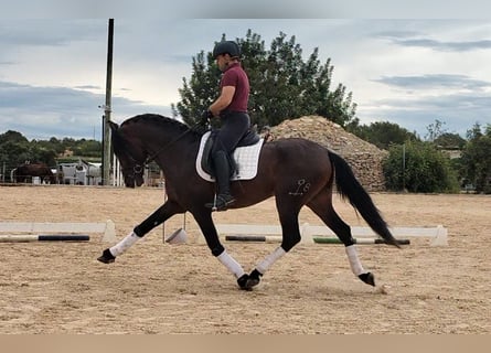 PRE Mix, Hengst, 4 Jahre, 166 cm, Dunkelbrauner