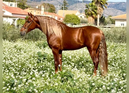 PRE Mix, Hengst, 4 Jahre, 166 cm, Dunkelfuchs