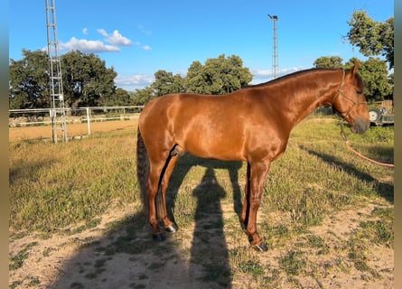 PRE, Hengst, 4 Jahre, 166 cm, Dunkelfuchs