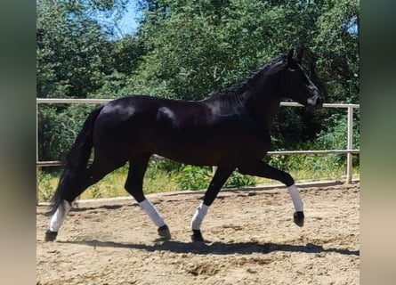 PRE Mix, Hengst, 4 Jahre, 166 cm, Rappe