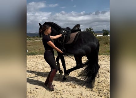 PRE Mix, Hengst, 4 Jahre, 166 cm, Rappe