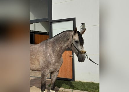 PRE Mix, Hengst, 4 Jahre, 166 cm, Schimmel