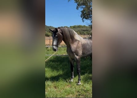 PRE Mix, Hengst, 4 Jahre, 166 cm, Schimmel