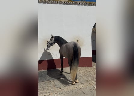 PRE, Hengst, 4 Jahre, 166 cm, Schimmel