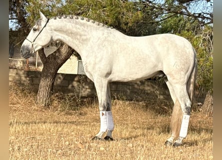 PRE Mix, Hengst, 4 Jahre, 167 cm, Apfelschimmel
