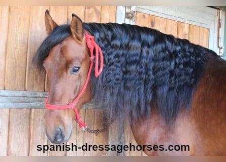 PRE Mix, Hengst, 4 Jahre, 167 cm, Brauner