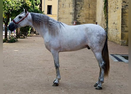 PRE Mix, Hengst, 4 Jahre, 167 cm, Schimmel