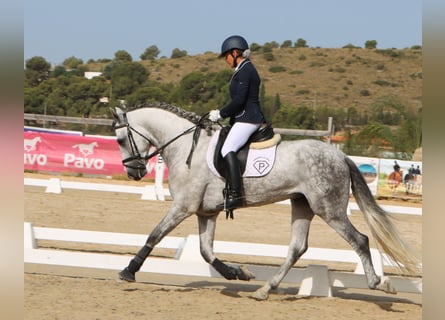 PRE, Hengst, 4 Jahre, 168 cm, Apfelschimmel