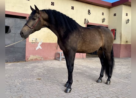 PRE Mix, Hengst, 4 Jahre, 168 cm, Falbe