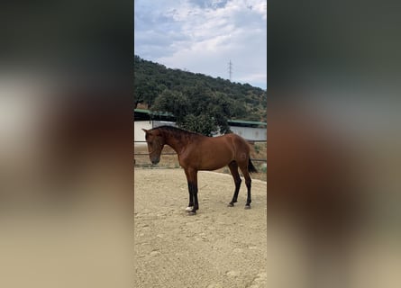 PRE, Hengst, 4 Jahre, 168 cm, Rotbrauner