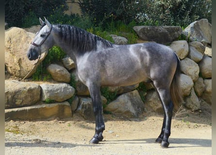 PRE Mix, Hengst, 4 Jahre, 168 cm, Schimmel