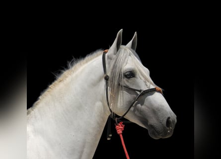 PRE Mix, Hengst, 4 Jahre, 168 cm, Schimmel