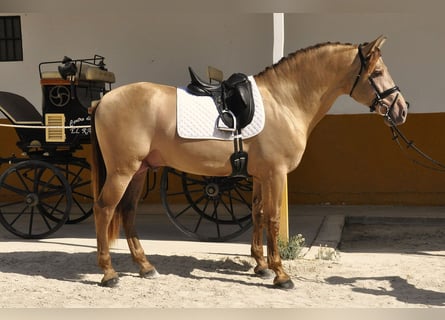 PRE, Hengst, 4 Jahre, 170 cm, Champagne