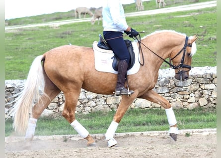 PRE Mix, Hengst, 4 Jahre, 170 cm, Palomino