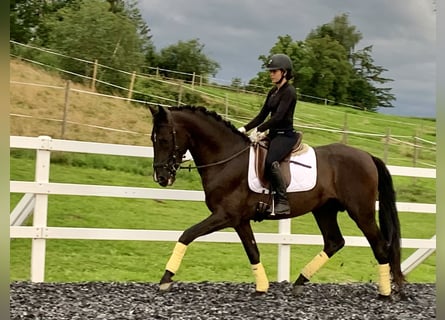 PRE, Hengst, 4 Jahre, 170 cm, Rappe