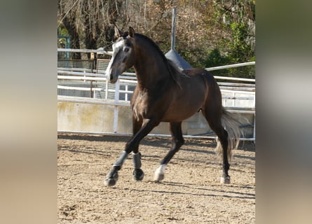 PRE Mix, Hengst, 4 Jahre, 170 cm, Rotschimmel