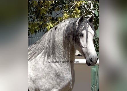 PRE Mix, Hengst, 4 Jahre, 170 cm, Schimmel