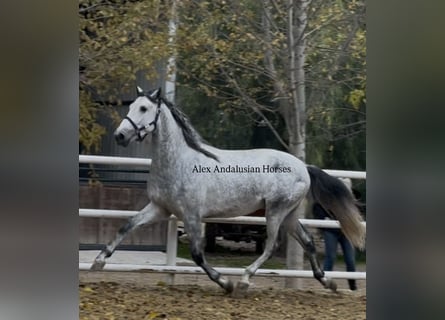 PRE Mix, Hengst, 4 Jahre, 170 cm, Schimmel