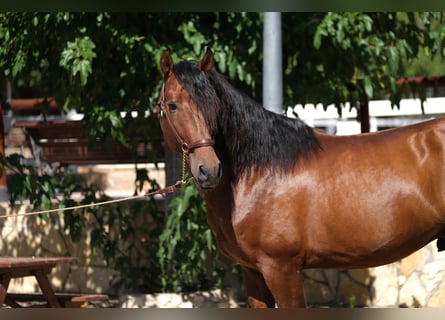 PRE Mix, Hengst, 4 Jahre, 172 cm, Brauner