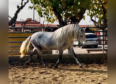 PRE Mix, Hengst, 4 Jahre, 174 cm, Apfelschimmel