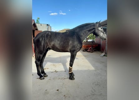 PRE, Hengst, 4 Jahre, 176 cm