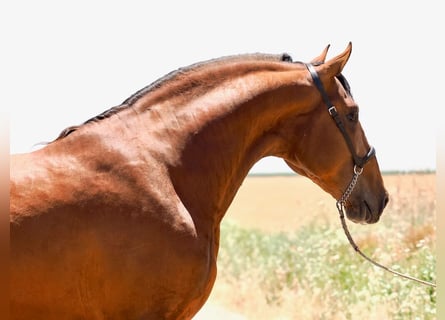 PRE Mix, Hengst, 4 Jahre, 181 cm, Brauner