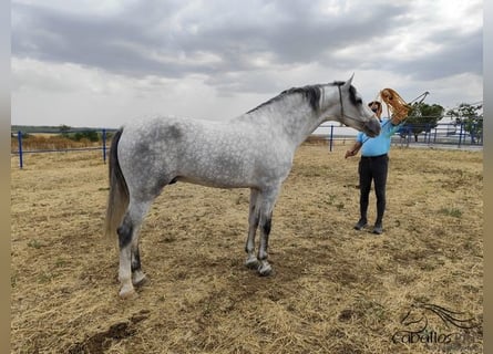 PRE, Hengst, 4 Jahre, Schimmel