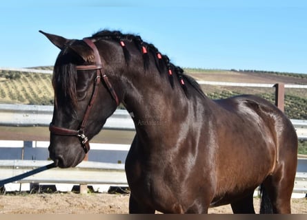 PRE, Hengst, 5 Jaar, 154 cm, Zwart