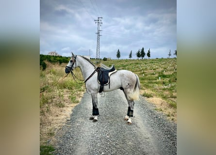 PRE Mix, Hengst, 5 Jaar, 156 cm, Schimmel