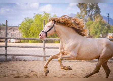 PRE, Hengst, 5 Jaar, 158 cm, Perlino