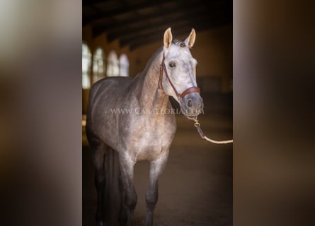 PRE, Hengst, 5 Jaar, 159 cm, Blauwschimmel