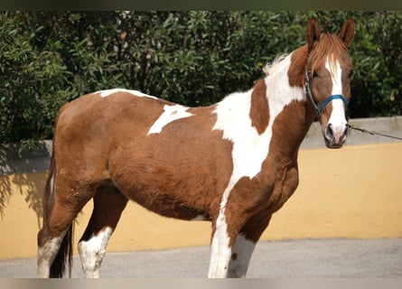 PRE Mix, Hengst, 5 Jaar, 159 cm, Gevlekt-paard