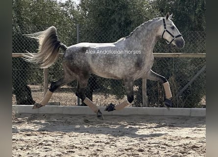 PRE Mix, Hengst, 5 Jaar, 160 cm, Schimmel