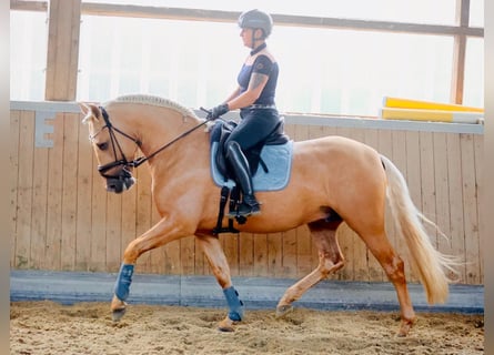 PRE, Hengst, 5 Jaar, 161 cm, Palomino