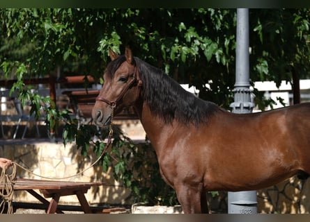 PRE Mix, Hengst, 5 Jaar, 161 cm, Roodbruin