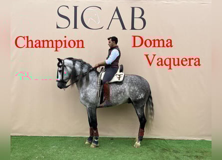 PRE Mix, Hengst, 5 Jaar, 161 cm, Schimmel