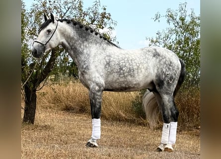 PRE Mix, Hengst, 5 Jaar, 162 cm, Appelschimmel