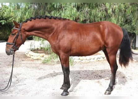 PRE Mix, Hengst, 5 Jaar, 162 cm, Bruin