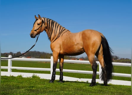 PRE Mix, Hengst, 5 Jaar, 162 cm, Buckskin