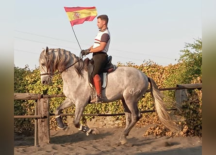PRE, Hengst, 5 Jaar, 162 cm, Schimmel