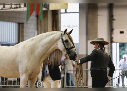 PRE Mix, Hengst, 5 Jaar, 162 cm, Schimmel