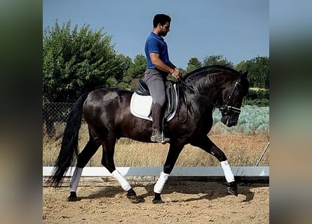 PRE Mix, Hengst, 5 Jaar, 162 cm, Zwart